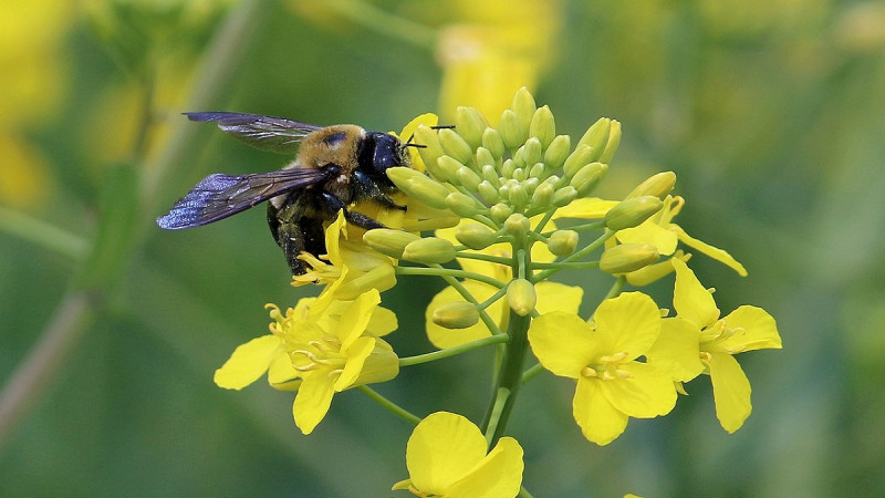 méhészeti termékek közös kezelésre térd ropogás kezelése